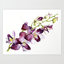 Radiant Orchids: Magenta Dendrobiums Art Print