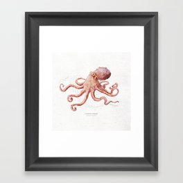 Common octopus scientific illustration art print Framed Art Print