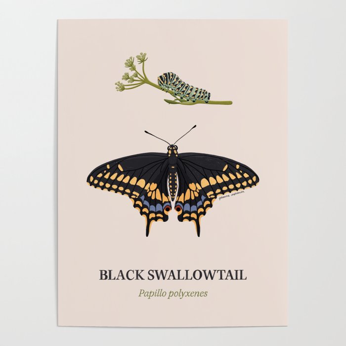Black Swallowtail Poster
