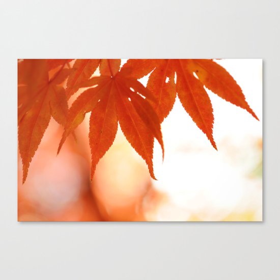Maple Reds Canvas Print