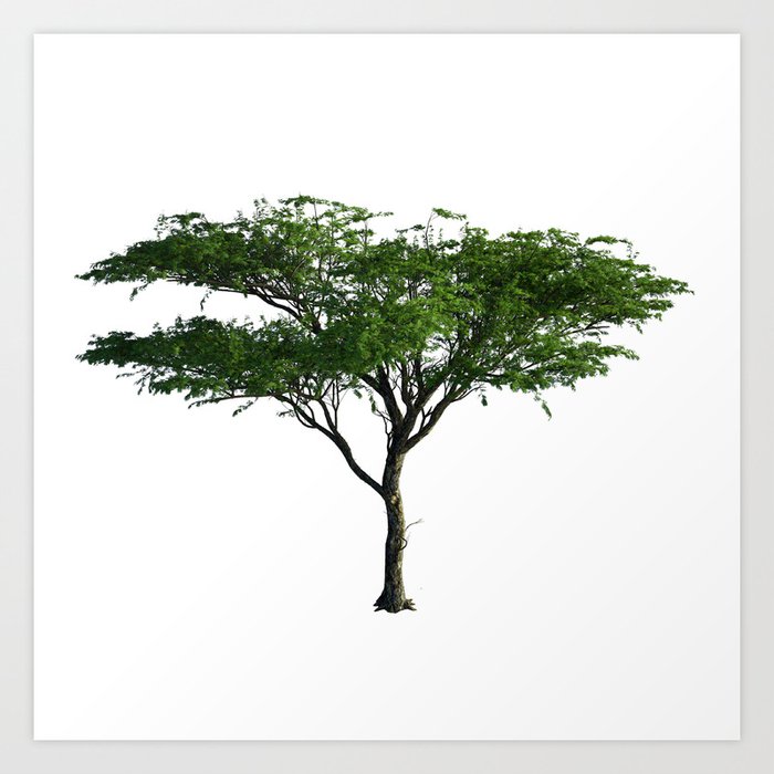 Acacia Tree Art Print By Amerik Society6