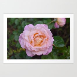 Rose Bloom Art Print