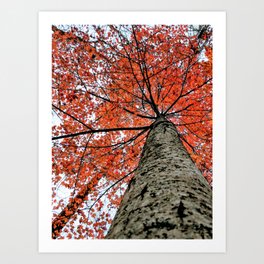 Autumn Maple Nature Photography | Botanical | Tree Art Print Art Print Art Print