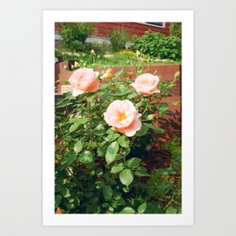 Summer Flowers | Film Photography Art Print