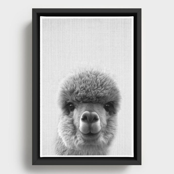 Alpaca Smile Framed Canvas