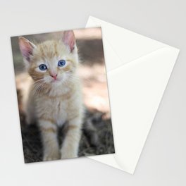 Orange Kitten Stationery Cards