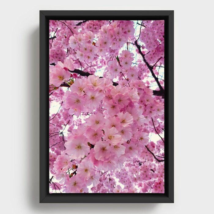 Cerisier du japon Framed Canvas