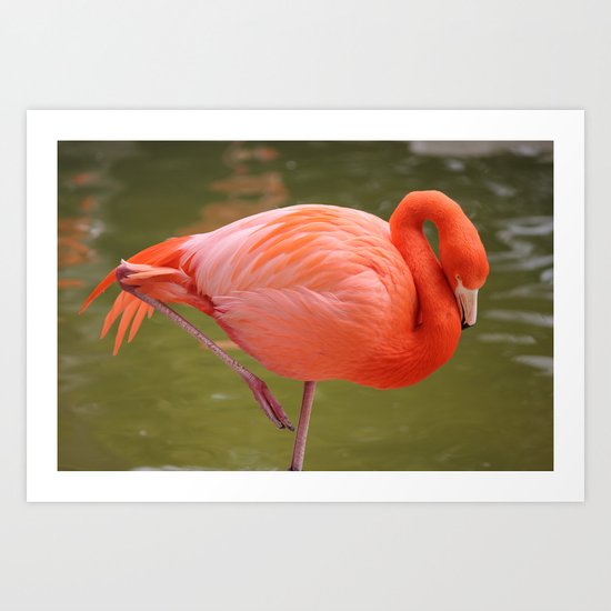 Flamingo! Art Print