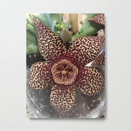 Starfish Plant - Stapelia Variegata Metal Print | Photo, Unusual, Stapelia, Succulent, Color, Cactus, Stapeliavariegata, Starfishplant, Orbea, Variegata 