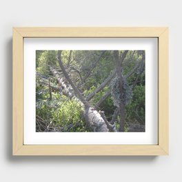 Lichen on windbreak tree Recessed Framed Print