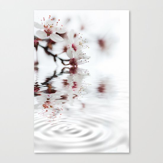 white cherry blossom and water reflection Canvas Print