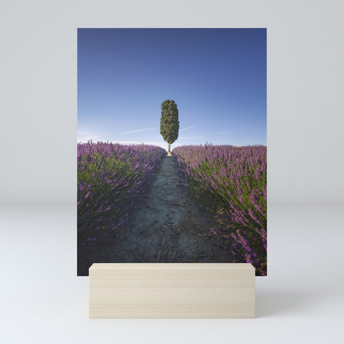 Cypress Tree and Lavender Flowers. Tuscany Mini Art Print