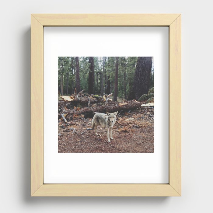 Injured Coyote Recessed Framed Print