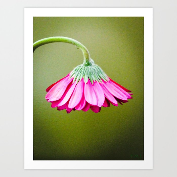 Pink Drooping Flower  Art Print