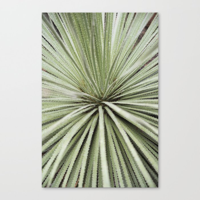 Botanical soft green yucca leaves art print - bohemian mexico nature and travel photography Canvas Print