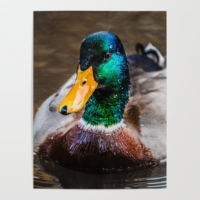 Mr.Mallard Photograph Poster | Photography, Digital, Color, Hdr, Duck, Mallard, Male, Beak, Wildlife, Bird