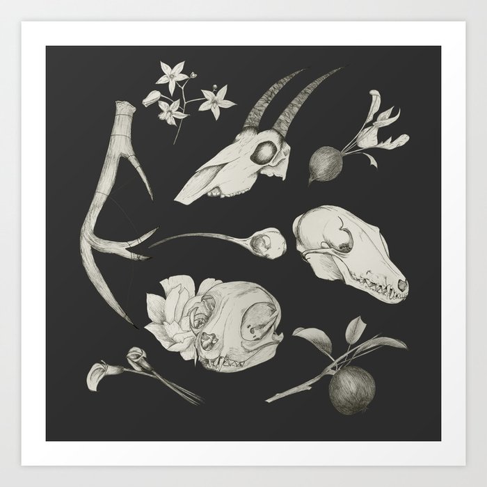 Bones and Botanical Sketches Art Print | Drawing, Ink-pen, Botanical, Sketchbook, Antlers, Cat-skull, Apple, Woody-nightshade, Radish, Antelope-skull