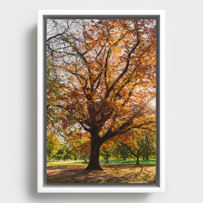 Hyde Park Autumn | London, England | Travel Photography Framed Canvas