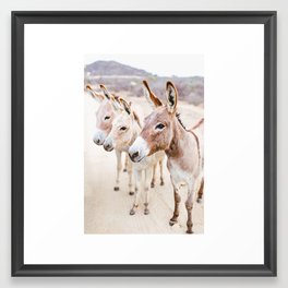 Three Donkeys in Baja, Mexico Framed Art Print