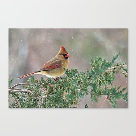 Waiting for Christmas Cardinal Canvas Print