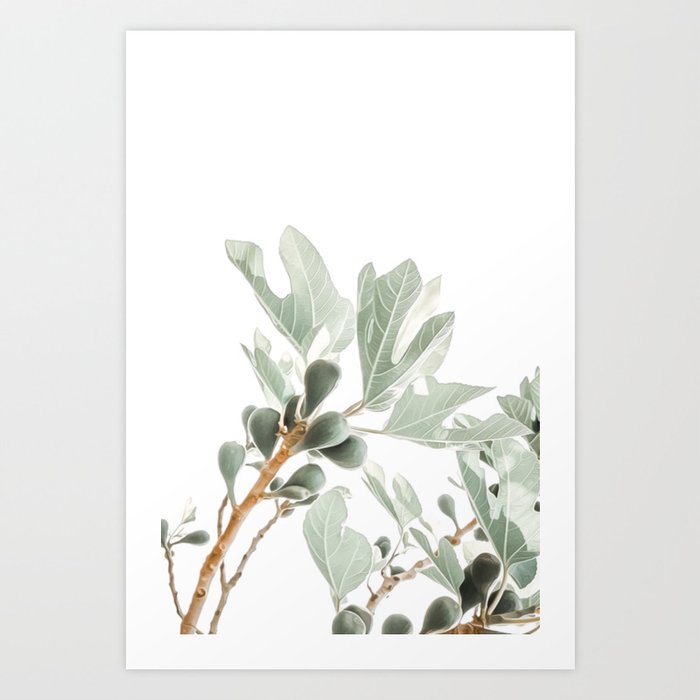 Calabrese Figs Art Print