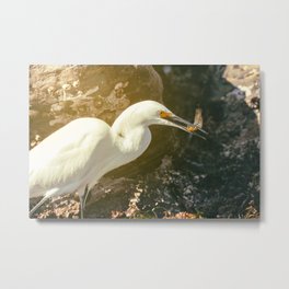 Egret With Prey Metal Print | Wildlife, Heron, Shoreline, Photo, Shorebird, Seashore, Outdoor, Wild, Northamerica, California 