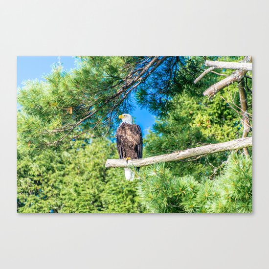 Bird of Prey Canvas Print