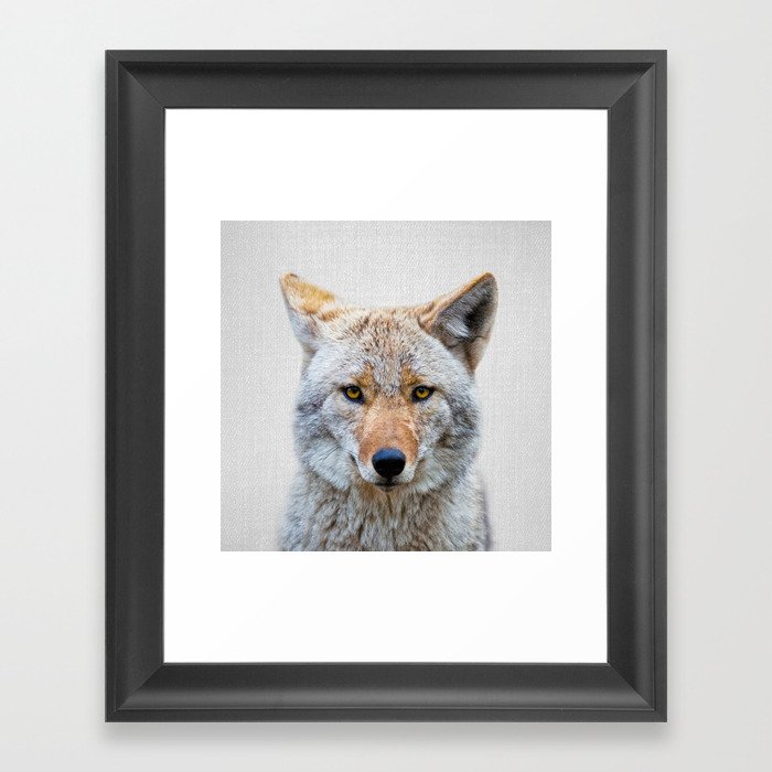 Coyote - Colorful Framed Art Print