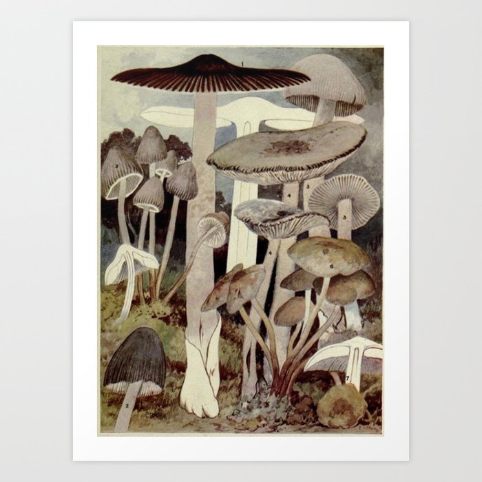 Vintage Mushroom Diagram Art Print