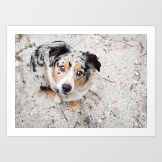 Australian Shepherd Art Print