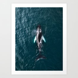 Humpback Whale in Iceland - Wildlife Photography Art Print