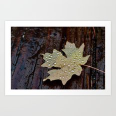 Random Chicago Leaves Nature And Vsco Art Prints Page 2