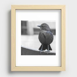 Bird Taking A Seat For Lunch 2 Recessed Framed Print