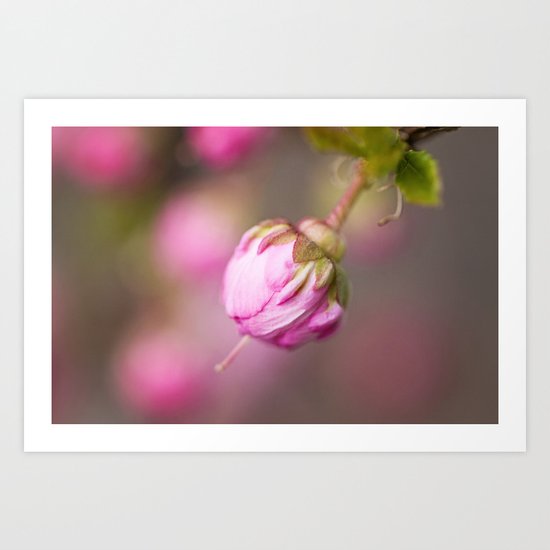 Fleur Rose Art Print