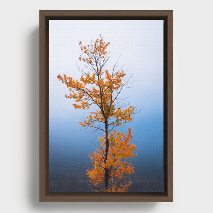Autumn Tree Framed Canvas