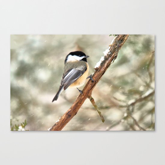 Clinging Chickadee Canvas Print