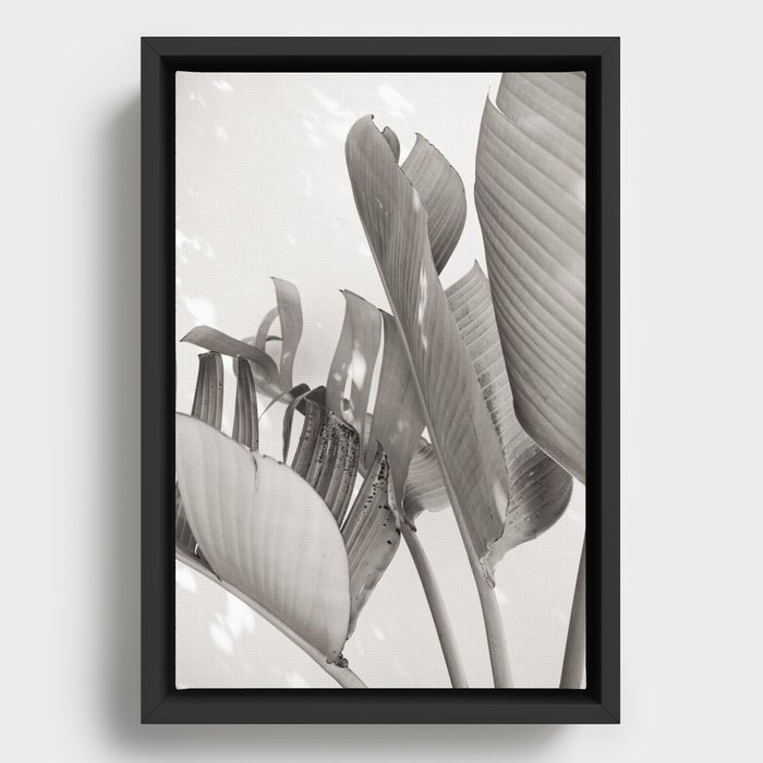 Strelitzia Nicolai in sunlight - Black and white tropical art print Framed Canvas
