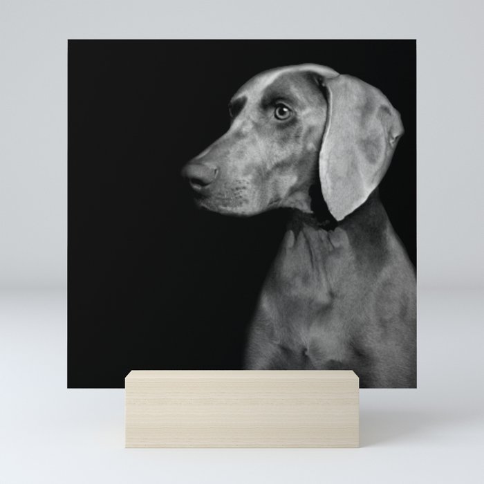 Weimaraner mini 2025