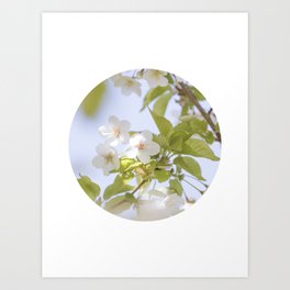 Cherry Blossoms Flower Photography No. 1 Art Print