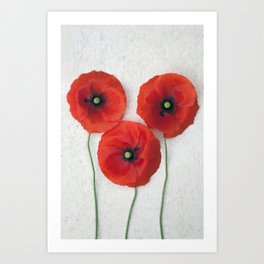 Three red Poppies III Art Print