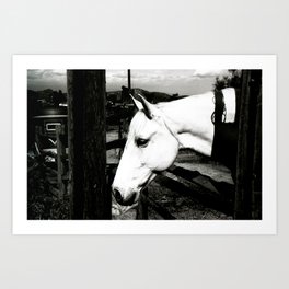 white horse Art Print