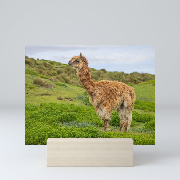 Lost Alpaca Mini Art Print