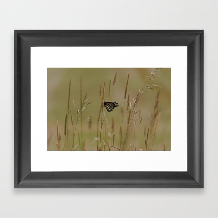 Beauty of a Monarch Framed Art Print