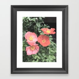 Papaveraceae Framed Art Print