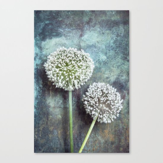Allium Flowers Canvas Print