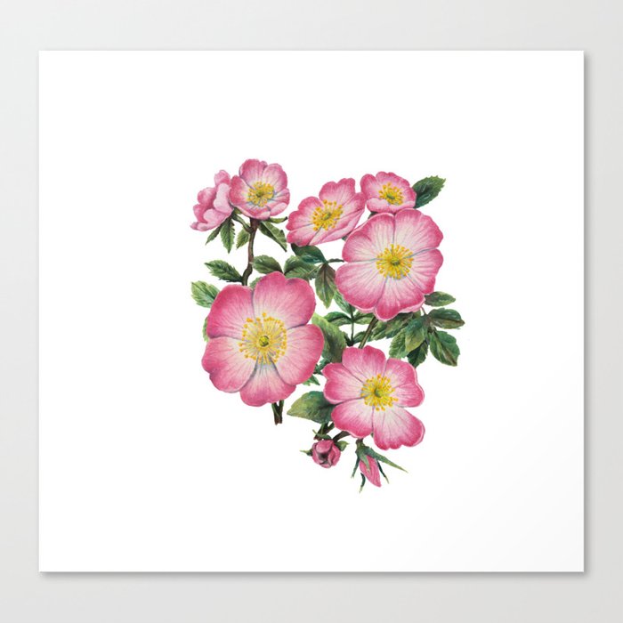Wild roses pink - white background Canvas Print