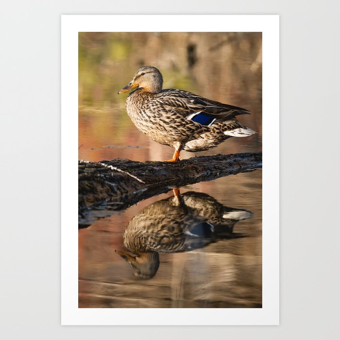 Female Mallard's Reflection Photograph Art Print