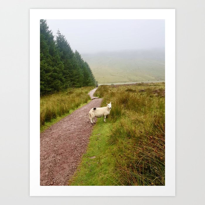 Welsh Lamb Art Print