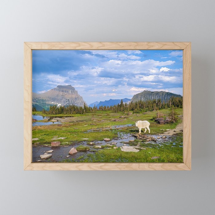 Mountain Goat in Glacier National Park Framed Mini Art Print