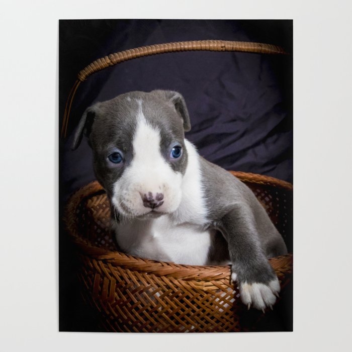 Grey and white pitbull puppy with blue eyes top